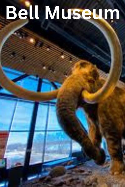 4 Bell Museum Tickets