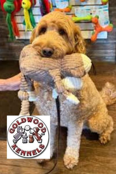 Goldwood Kennels $100 Gift Card and More