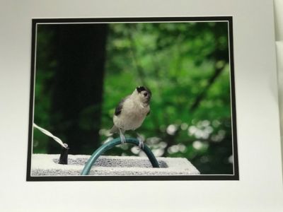Titmouse Photograph and Matching Note Card