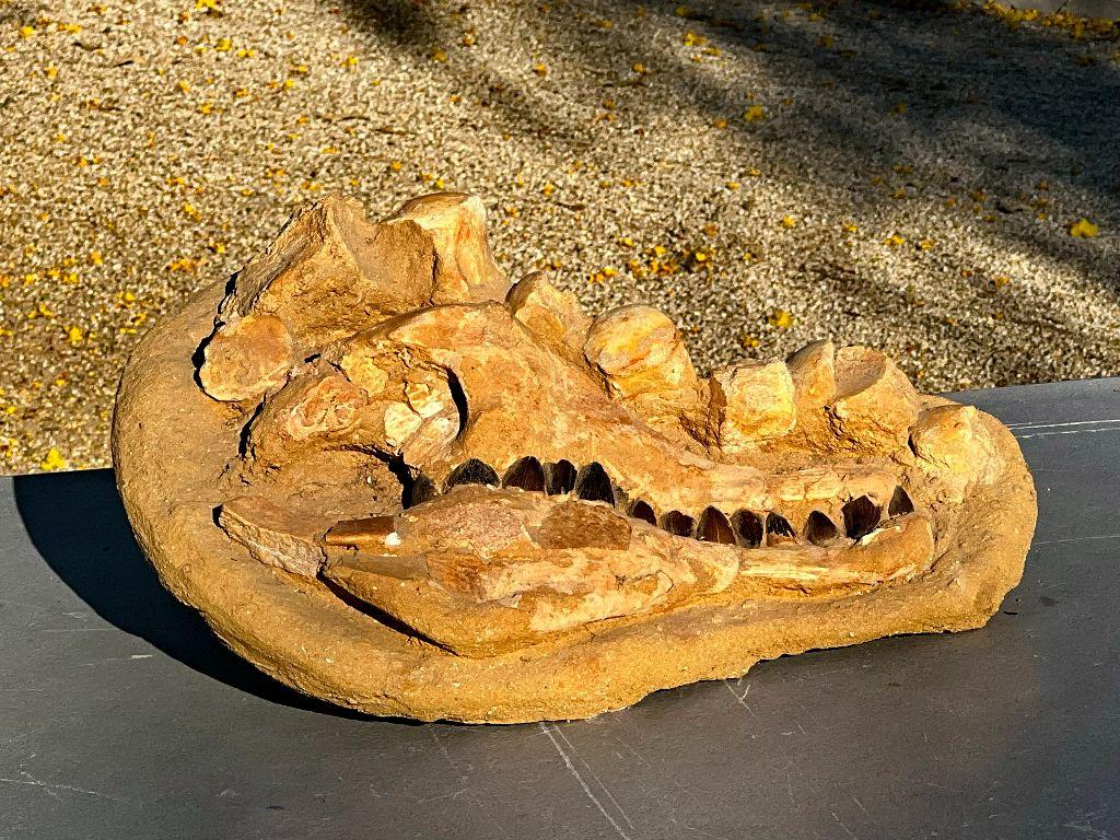 Large Mosasaur Fossil