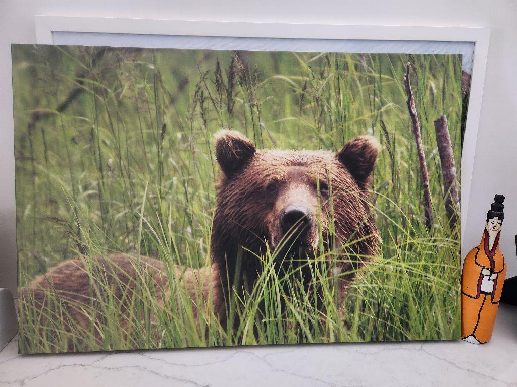 ''Alaskan Brown Bear in Deep Grass. Kenai Peninsula'...