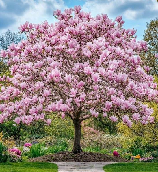 Bloom in Style: Magnolia Tree & Professional Pla...