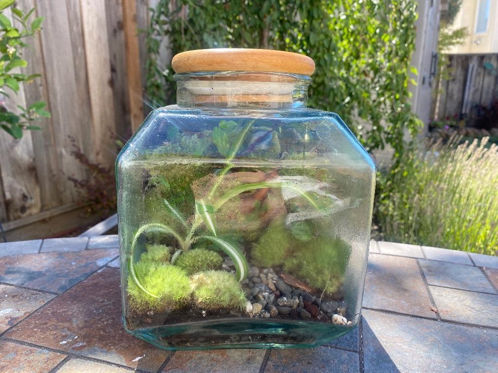 Table Top Living Terrarium