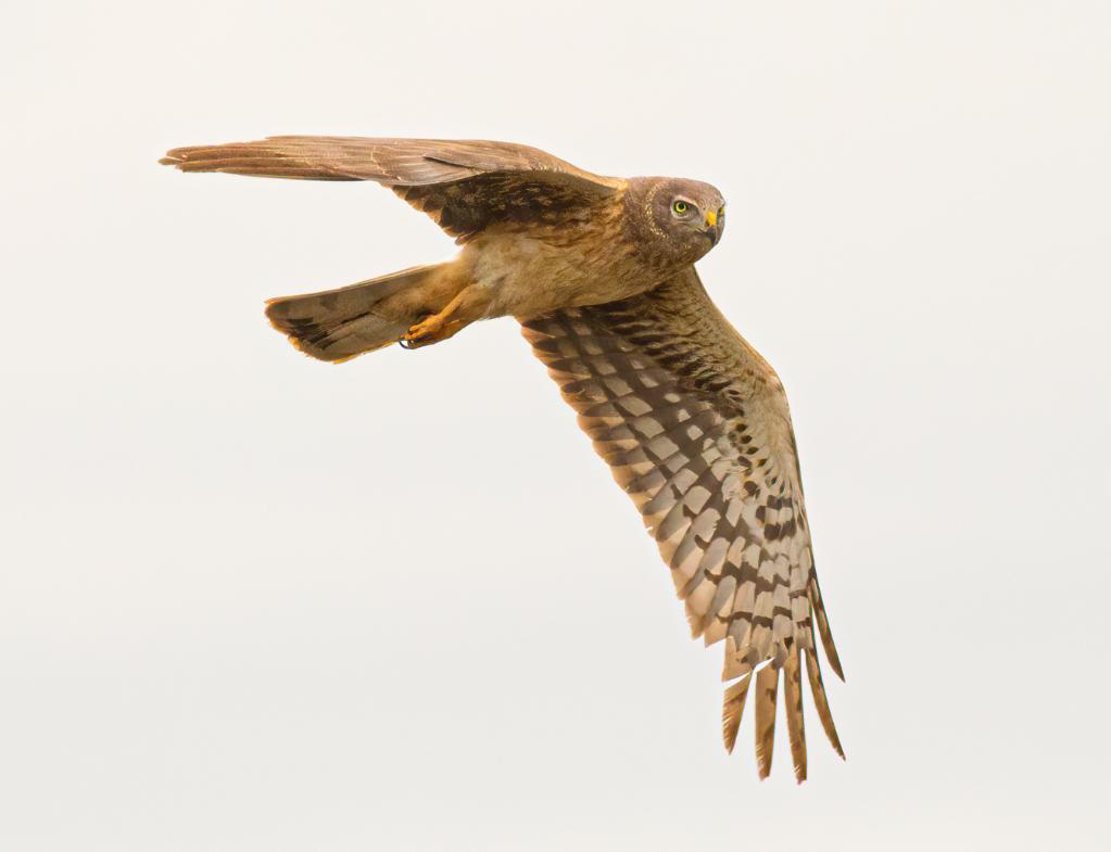 Fine Art Wildlife Photography - Northern Harrier