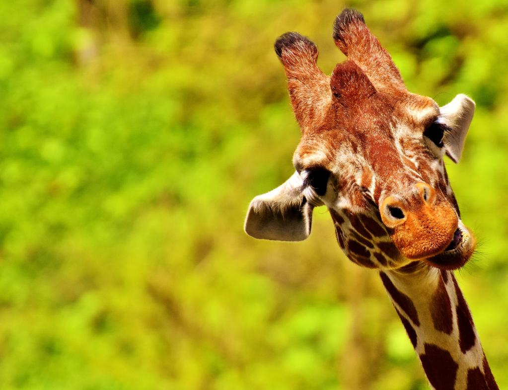 Two Admission Passes for SF Zoo