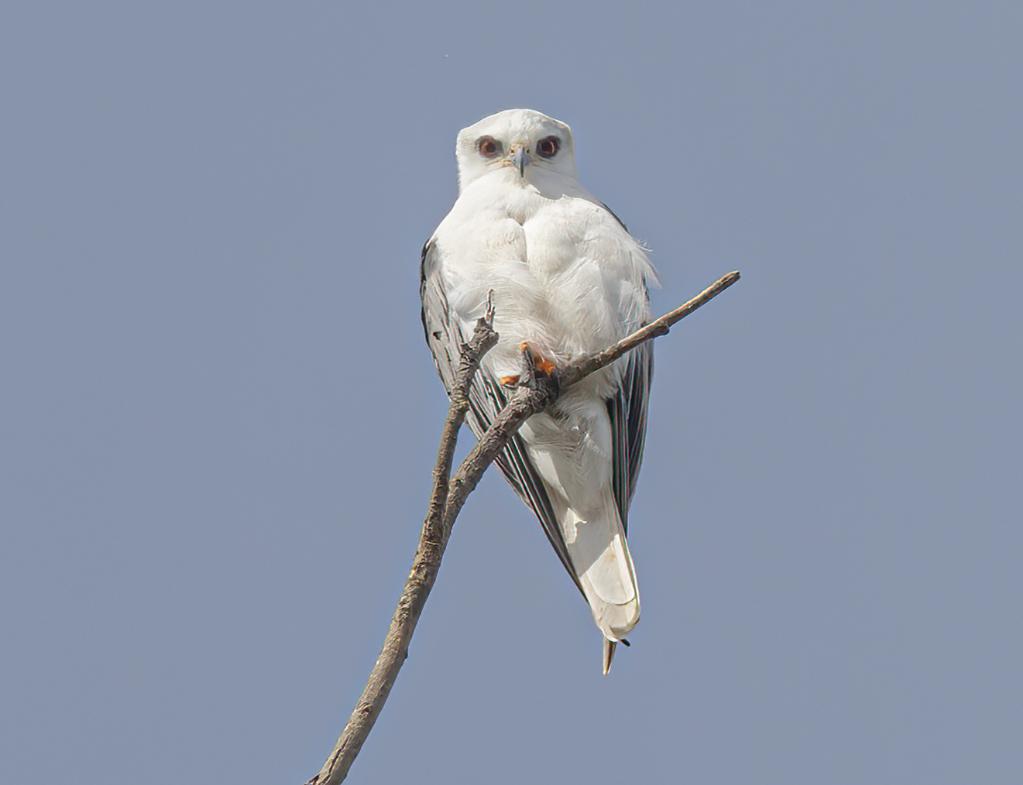 Fine Art Wildlife Photography - White Tailed Kite