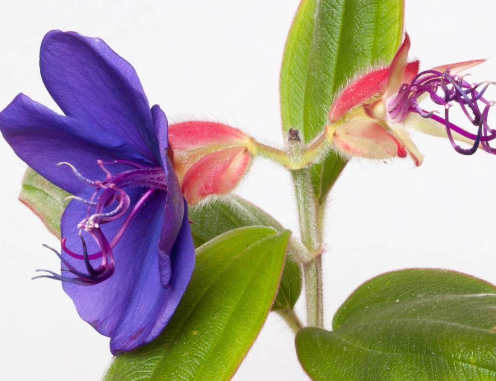 'Blue Moon' Plant &  Mid City Nursery Gift Card