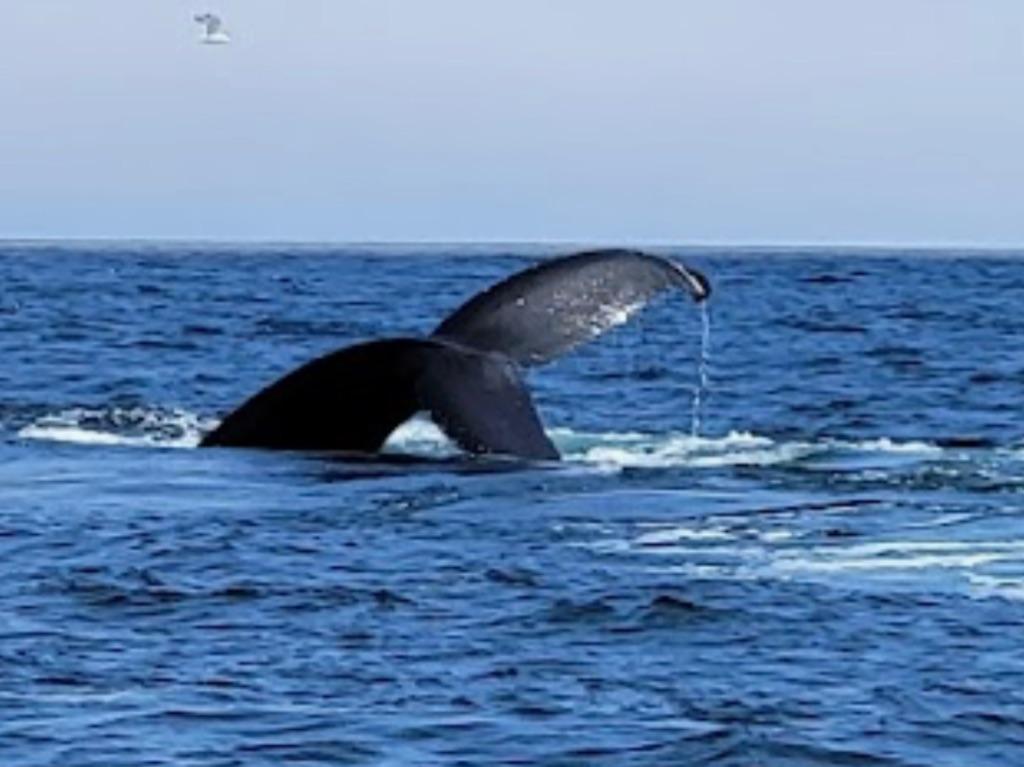 Whale Watching Tour with Kodiak Scenic Tours