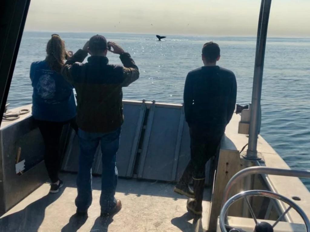 Whale Watching Tour with Kodiak Scenic Tours