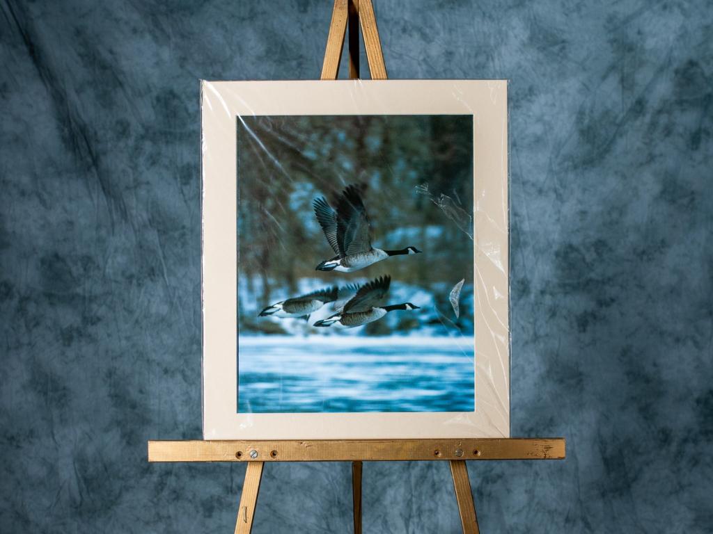 Flying Geese Photograph