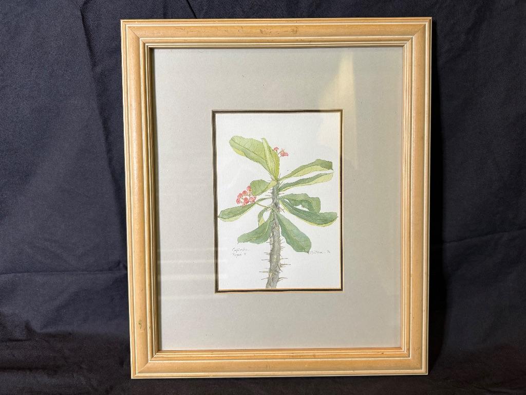 ''Euphorbia Keysiix'' by N W Nelson