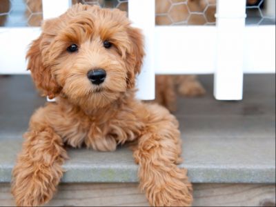 Australian Labradoodle Puppy