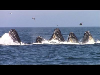 Monterey Bay Whale Watch - Pass for 2