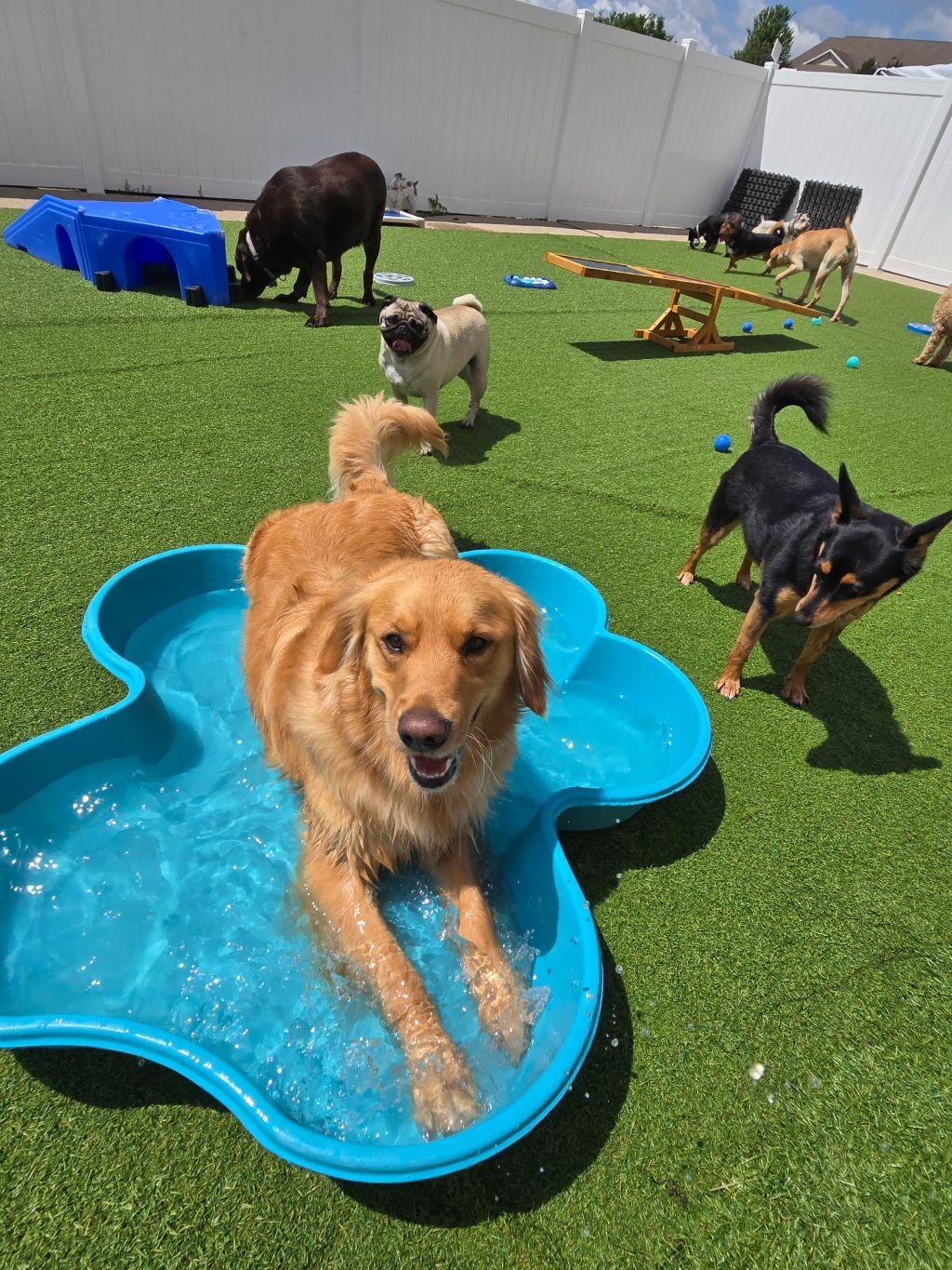 Doggie Daycare Package