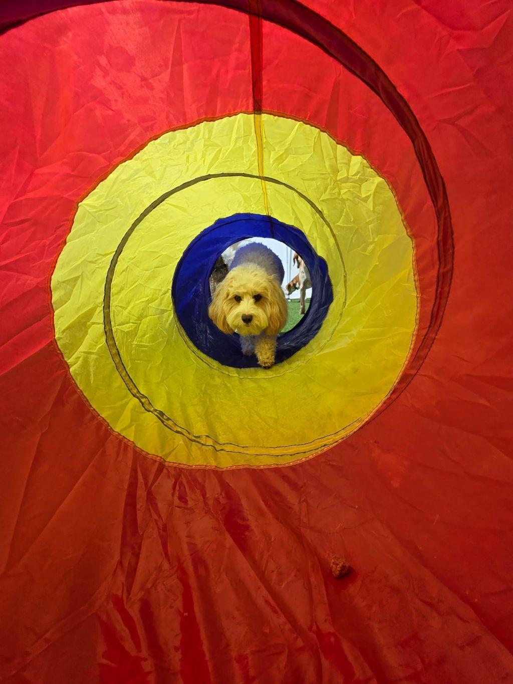 Doggie Daycare Package