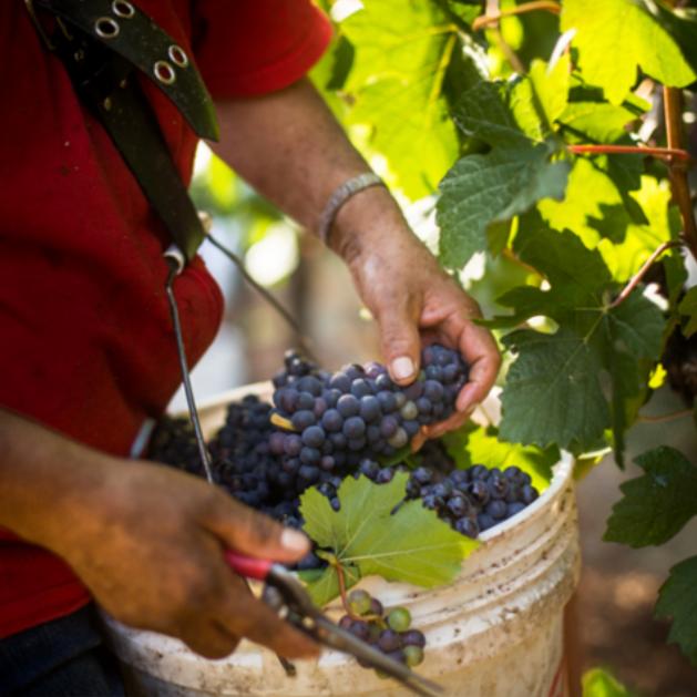 Willamette Valley: The Perfect Setting