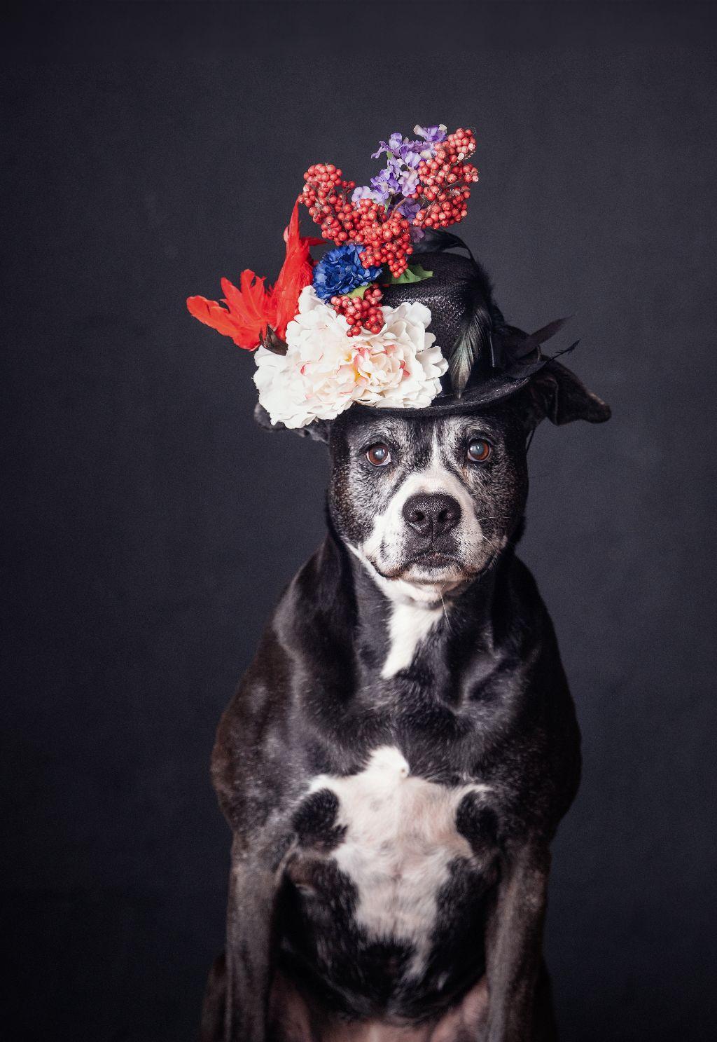 For the Love of Dogs! Pet Portrait by Varitay Studio...