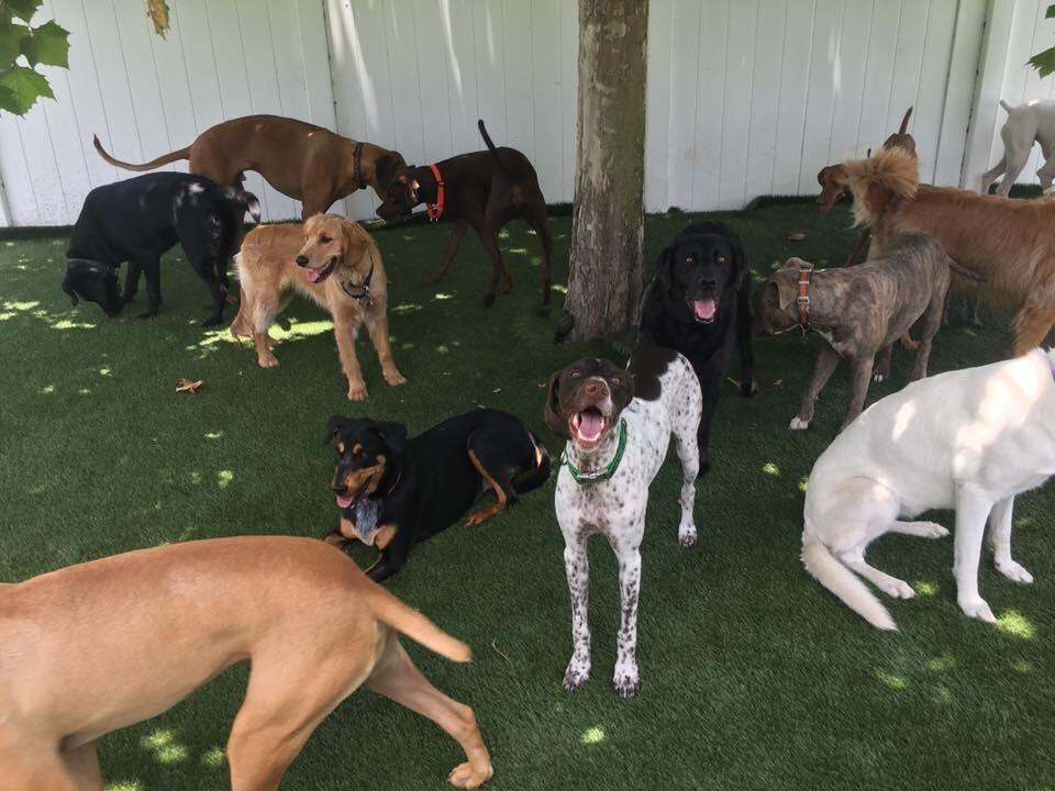 Doggie Daycare Package