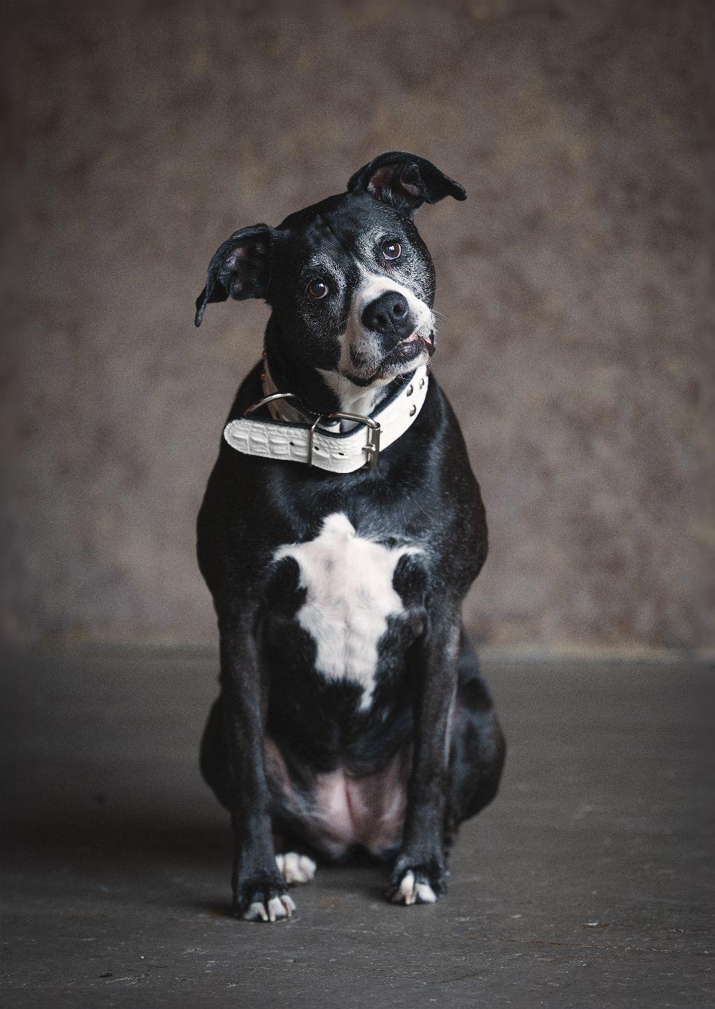 Pet Portrait by Varitay Studios