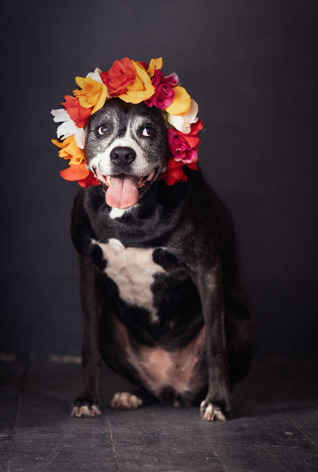 Pet Portrait by Varitay Studios