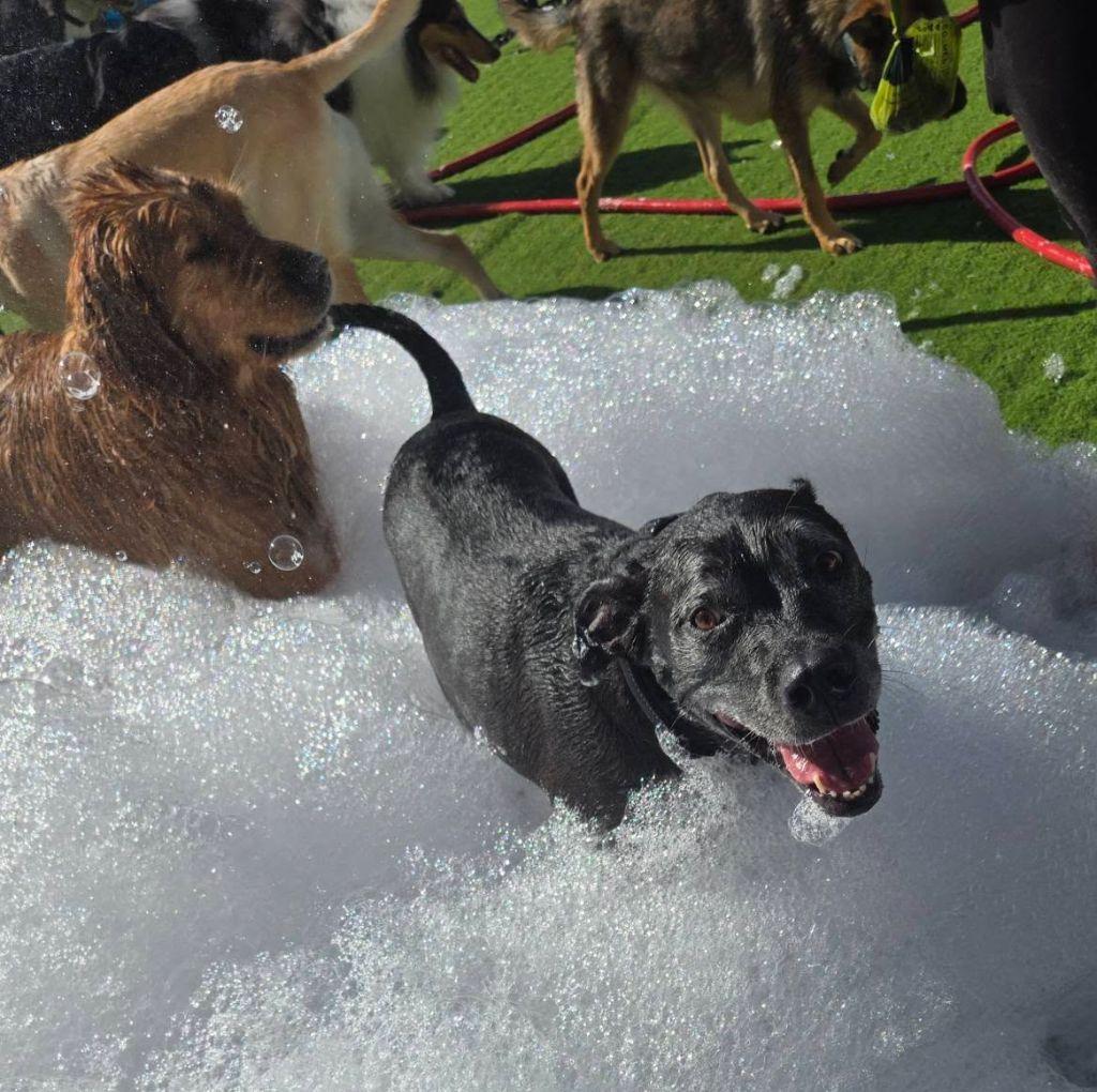 Doggie Daycare Package