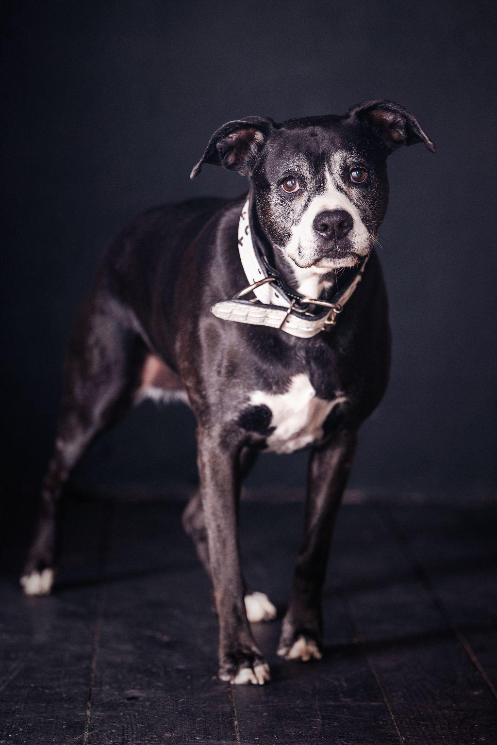 Pet Portrait by Varitay Studios