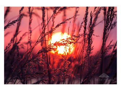 Harvest Sun Framed Photo