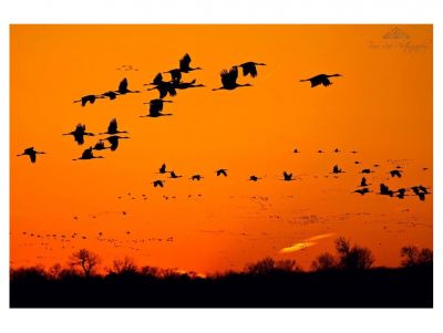 Sandhill Cranes at Sunset