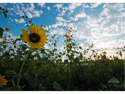 Sunflowers Framed Photo