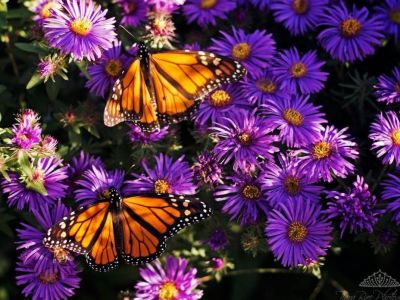 Monarchs and Daisies