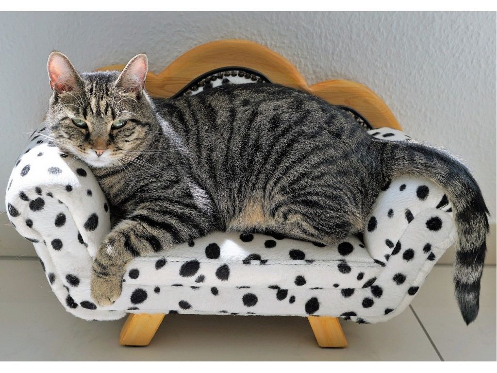 Pampering to the Extreme