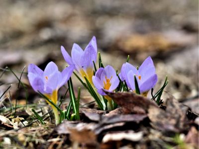 8x10'' Matted Nature Photos