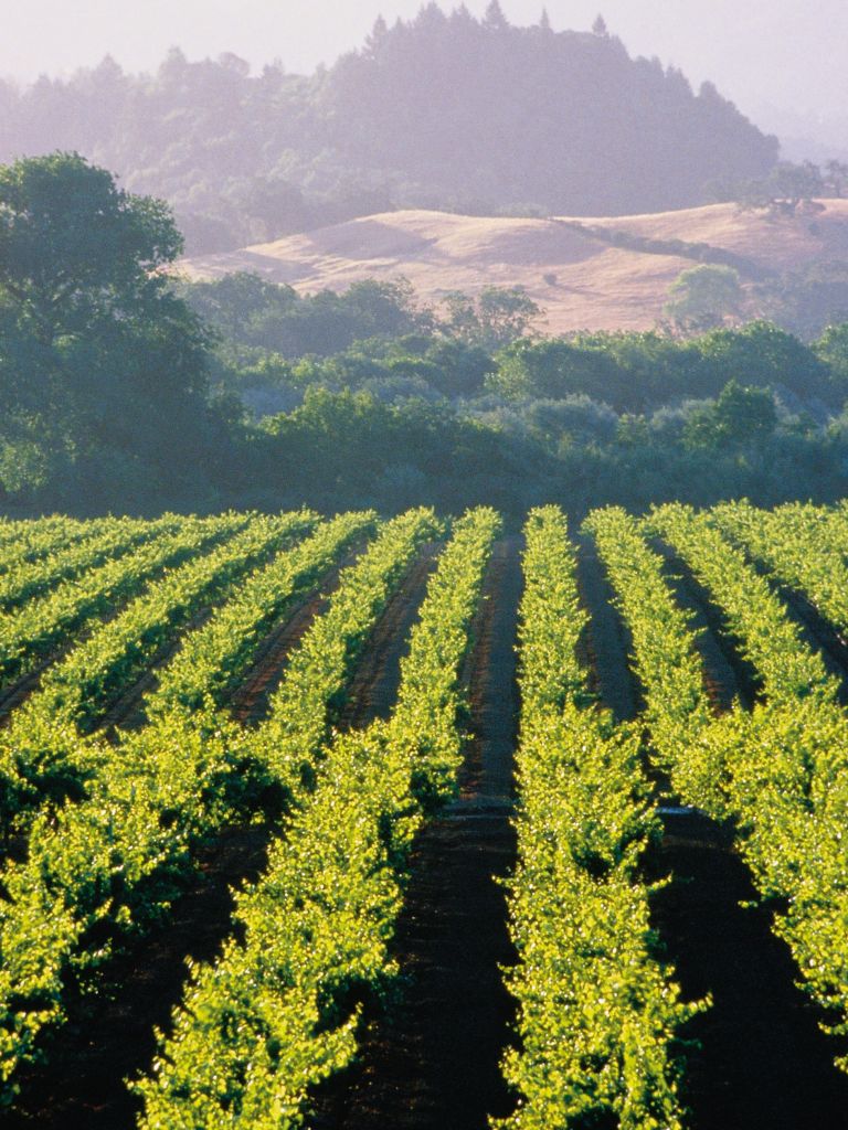 Sonoma, CA Wineries Escape