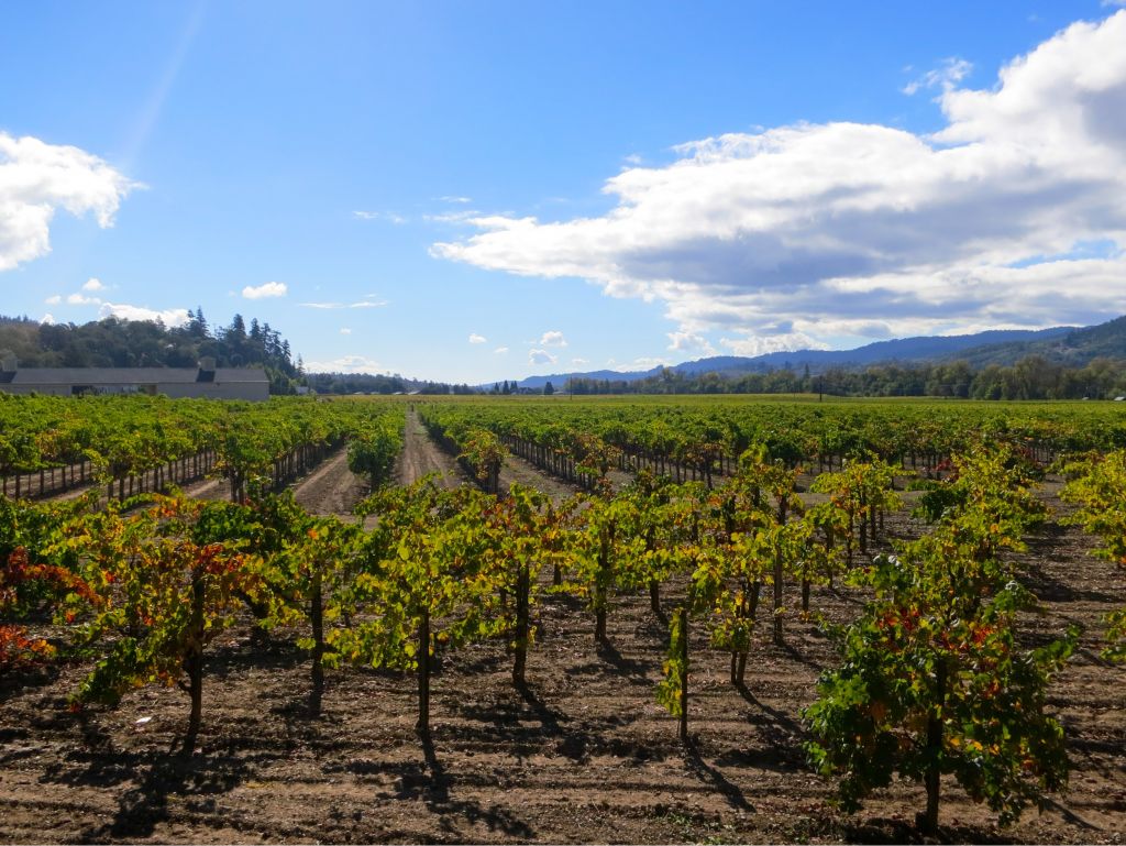 Sonoma, CA Wineries Escape