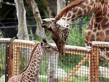 Santa Barbara Zoo Guest Passes