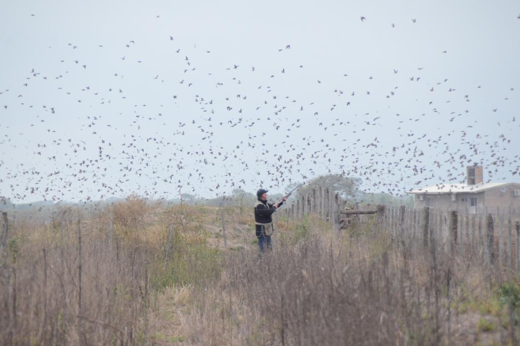 Argentina Dove Hunt - 5 Nights for 4