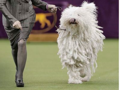 Six Tickets to the National Dog Show in November