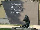 Four Tickets to Delaware Museum of Natural History