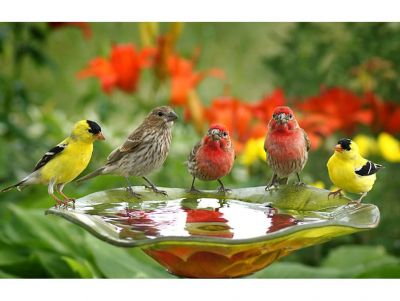 Bird Seed and Books