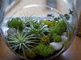 Terrarium