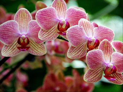Trio of Orchids