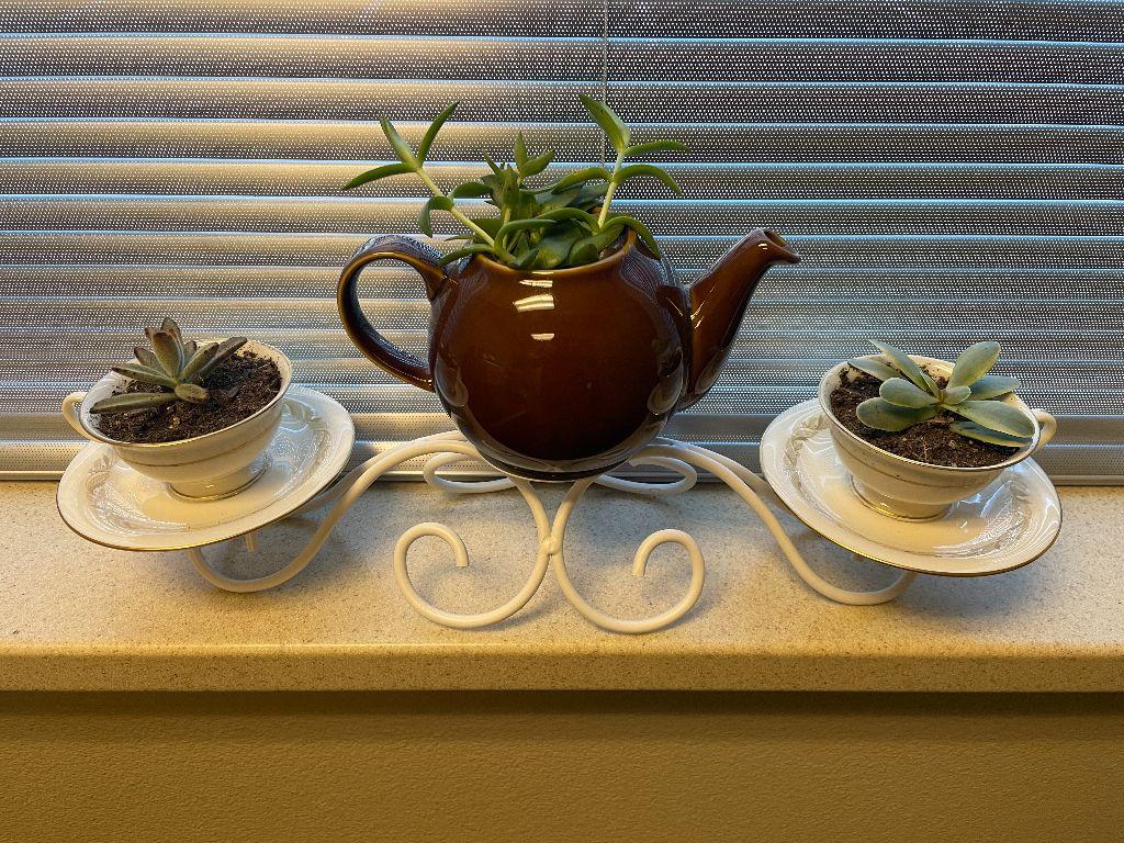 Succulent Tea Time