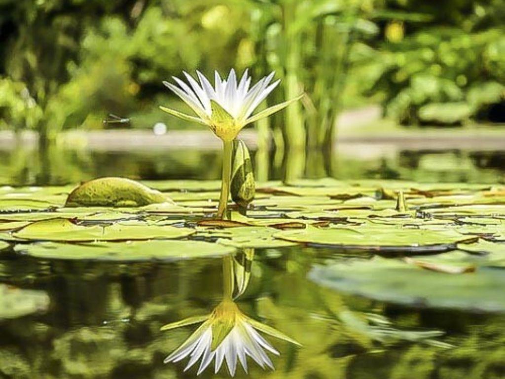 Four (4) Guest Passes to Selby Gardens North Miami