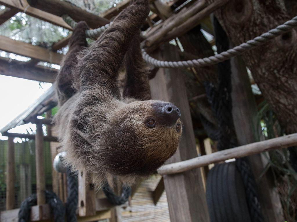 Wild Florida VIP Sloth Encounter