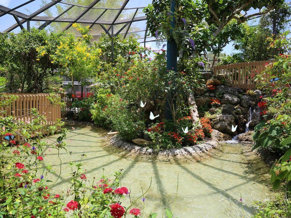 Six (6) Tickets to Visit Butterfly World, Coconut Cr...