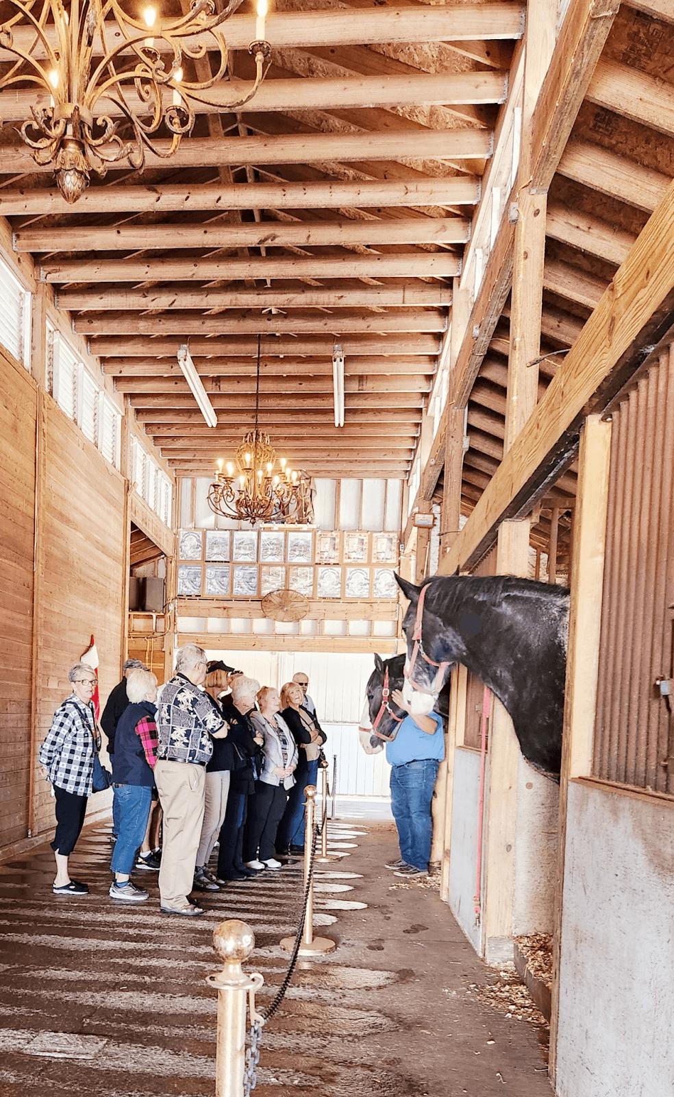 Grandview Clydesdales Daytime Tour Experience