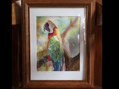Water Color - Parrot - Framed