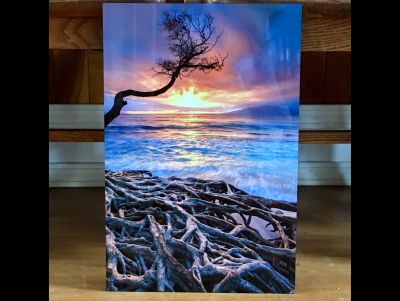 12 x 18 Aluminum Print - Roots on Fire