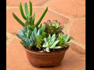$25 Gift Certificate to 3rd Day Nursery w/ small potted plant