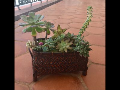 Live Plant Garden Basket